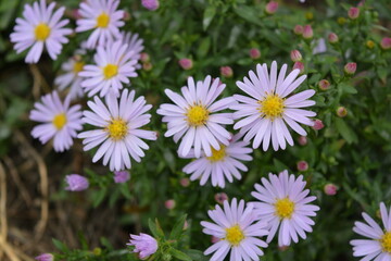 Soft purple and pink blooms September, Asters, New York aster, Symphyotrichum novi-belgii. Flowers background, many identical ones, grows on a bush with small green leaves in an outdoor garden.