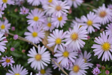 Soft purple and pink blooms September, Asters, New York aster, Symphyotrichum novi-belgii. Flowers background, many identical ones, grows on a bush with small green leaves in an outdoor garden.