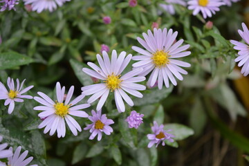 Soft purple and pink blooms September, Asters, New York aster, Symphyotrichum novi-belgii. Flowers background, many identical ones, grows on a bush with small green leaves in an outdoor garden.