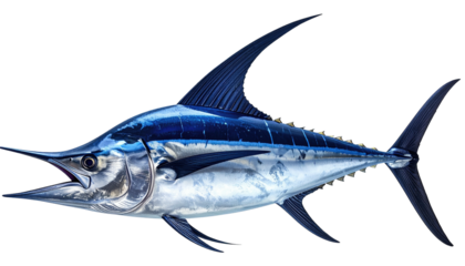 A sleek blue and silver saltwater fish with a long bill, high dorsal fin