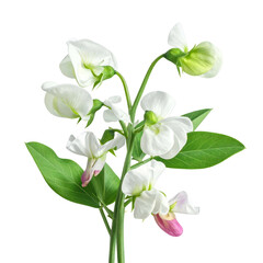 Obraz premium Close-up of a stem bearing white and pink flowers and green leaves against a black background