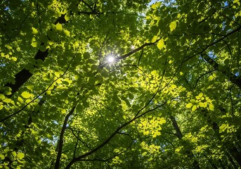 Fototapeta premium Sunlit Canopy - A Glimpse of Light Through the Forest Trees.