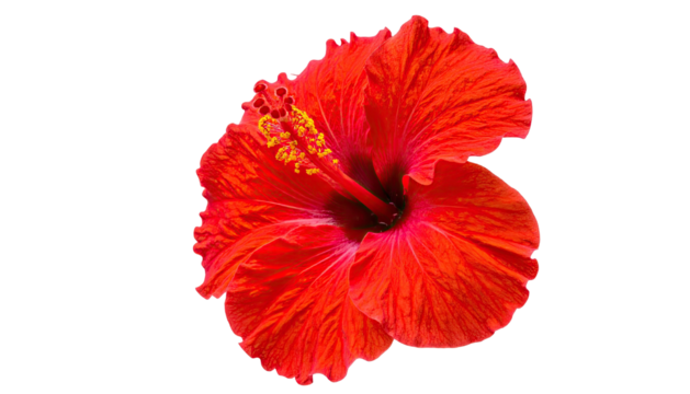 Vivid red flower with prominent stamen against a black background, fully bloomed
