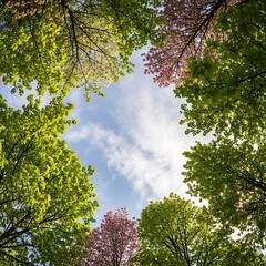 Skyward Gaze - A Canopy of Trees Reaching for the Heavens.