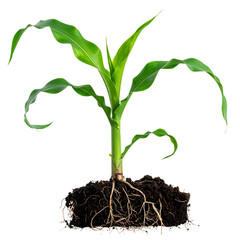 Obraz premium A young corn stalk with vibrant green leaves, visible roots, and dark soil, isolated