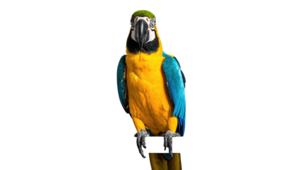 A vibrant macaw, with yellow chest and blue wings, perches against a stark black background