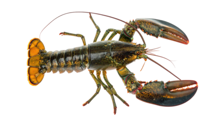 A full-body shot of a vibrant lobster with visible claws and antennae