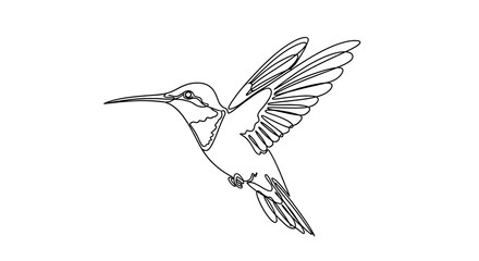 Fototapeta premium Hummingbird in Flight - A Minimalist Line Art Illustration.