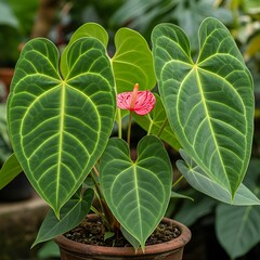 Anthurium Crystallinum - A Close-Up of a Vibrant Indoor Plant.