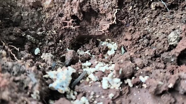 Macrotermes gilvus, or subterranean termites, is a type of termite commonly found in tropical and subtropical regions