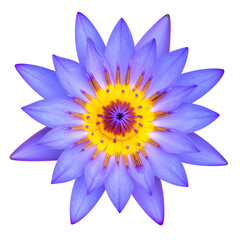 Fototapeta premium A vibrant, overhead shot of a blooming blue and yellow water lily, isolated on black