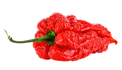 Vivid, wrinkly, red chili pepper with green stem, isolated on black