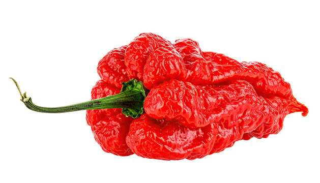 Vivid, wrinkly, red chili pepper with green stem, isolated on black