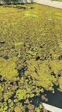 cultivation of azolla plants in a pond. azolla