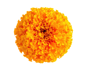 A fully bloomed, vibrant orange flower with layered petals against a dark background