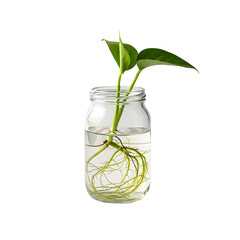 plant in glass
