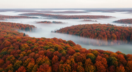 Obraz premium Breathtaking aerial view of misty autumn forest with vibrant foliage, perfect for travel blogs, nature documentaries, and scenic landscapes promotions
