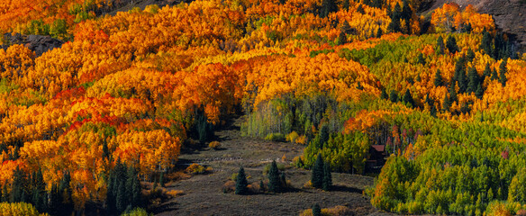 Panoramic view of vibrant fall foliage on the mountain slopes at Crested Butte, Colorado.