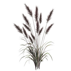 A bunch of tall grass with long leaves and purple-brown accents, photorealistic on a white background transparent, alpha background png