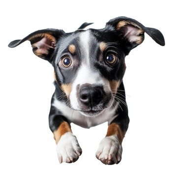 A cute dog is flying in the air, with its front paws hanging down and eyes looking up at you. The photo was taken from above against a white background transparent, alpha background png