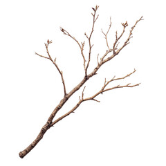 Fototapeta premium A dry tree branch isolated on a white background, transparent, alpha background png