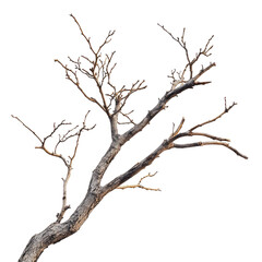 Fototapeta premium A dry tree branch isolated on a white background, transparent, alpha background png