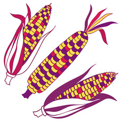  corn on white background 