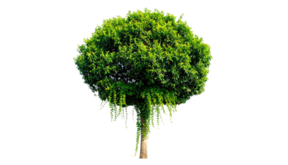 Isolated, lush green shrub with a spherical crown and a tan trunk. Black background
