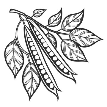 cluster beans vector 