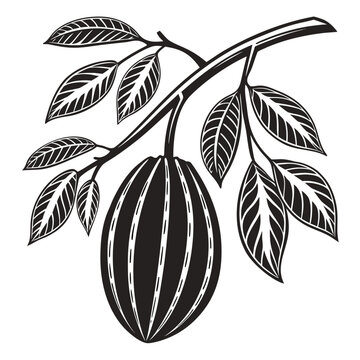 choko on white background 