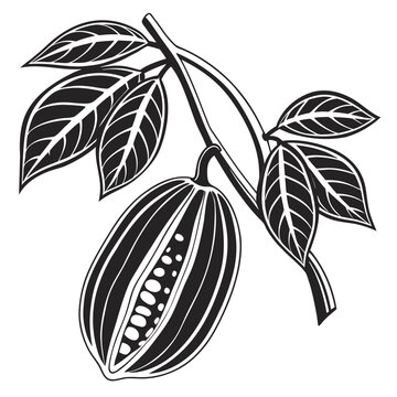 choko with leaves