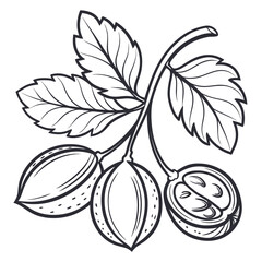 chickpea with leaves