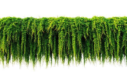 A thick wall of hanging vibrant green foliage, isolated on a black background