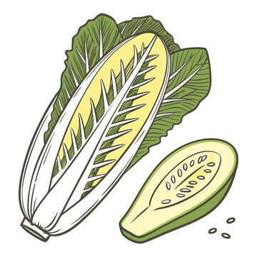 celtuce colorful on white background