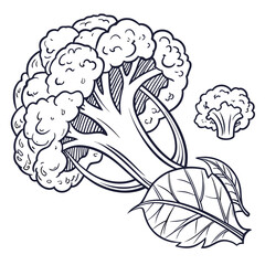 cauliflower vector