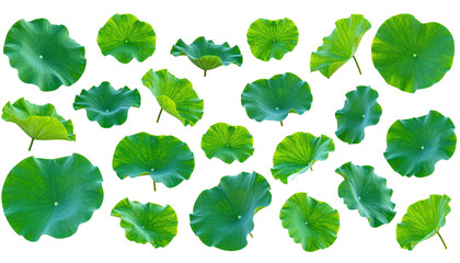 Twenty stylized green circular leaves of various shapes and positions on a black background
