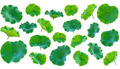 Twenty stylized green circular leaves of various shapes and positions on a black background