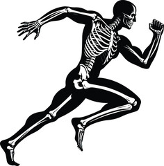 Dynamic Human Skeleton in Motion – Anatomical Running Pose Illustration