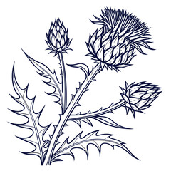 cardoon vector