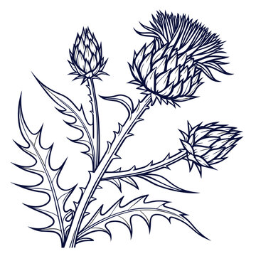 cardoon vector
