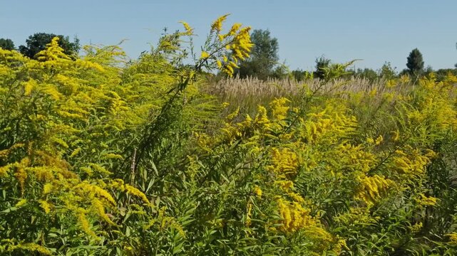 Goldenrod Wildflowers Blooming in a Summer Meadow Under a Clear Blue Sky.  Vibrant Yellow Solidago Field in Nature