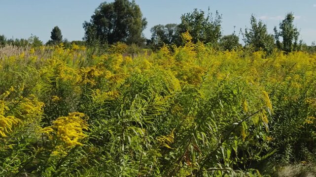 Field Of Wild Goldenrod Flowers Blooming. Yellow Solidago Plants In Green Meadow Under Clear Blue Sky