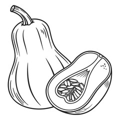 butternut squash vector 
