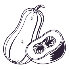 butternut squash on white background 
