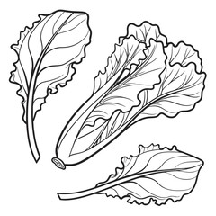 Obraz premium butter lettuce line art on white background