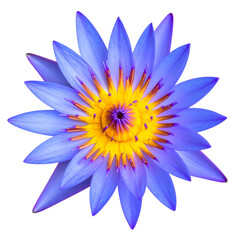 Fototapeta premium Vibrant top-down view of a water lily's intricate, symmetrical petals with a golden core