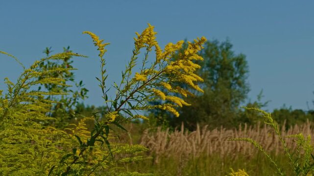 Yellow Goldenrod Wildflowers Swaying in Summer Field. Blooming Wild Plants