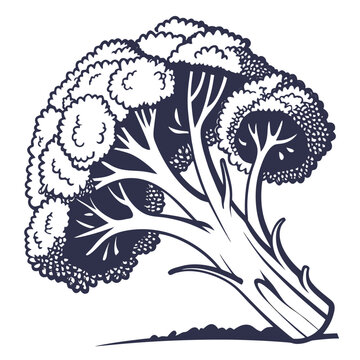 broccoflower vector
