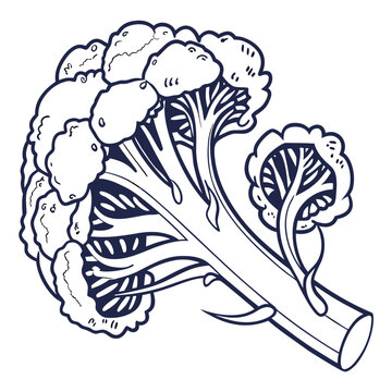 broccoflower vector