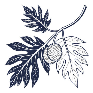  breadfruit leaves on white background 